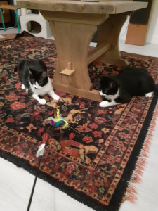 Photo de galerie - Visites de Dali et sa soeur Mistache, deux jeunes chats de 6 mois qui étaient en famille d'accueil. Pendant une semaine, je suis allée les nourrir, changer et nettoyer leur litière et jouer avec eux afin de les stimuler et et les rendre moins craintifs.