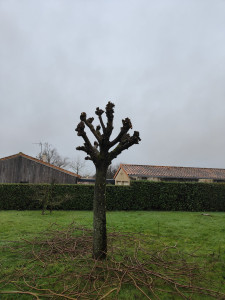 Photo de galerie - Elagage et coupe d'arbres
