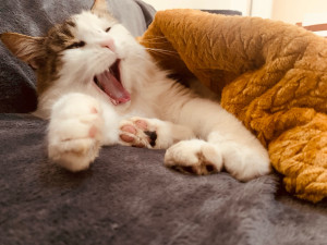 Photo de galerie - Sous le plaid 