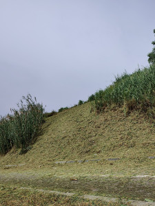 Photo de galerie - Tonte de pelouse - Débroussaillage