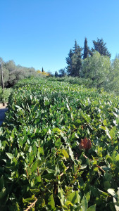 Photo de galerie - Taille de haie

