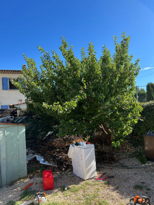 Photo de galerie - Tailler des arbres
