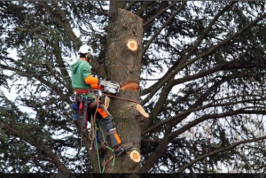 Photo de galerie - Elagage et coupe d'arbres