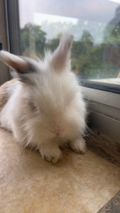 Photo de galerie - Mon lapin adoré 
