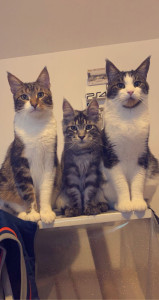 Photo de galerie - Garde chat 