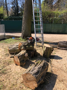 Photo de galerie - Abattage 