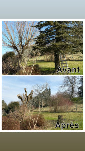 Photo de galerie - élagage arbre et abattage sapin