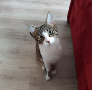 Photo de galerie - Bonjour,
Bien que mon appartement ne soit pas très grand j’adore les chats. 
Je n’en garde qu’un seul à la fois pour que tout le monde soit serein. 
Au plaisir 