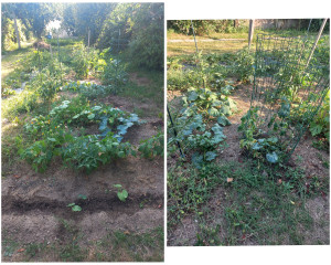 Photo de galerie - Arrosage et entretiens d'un potager réalisée