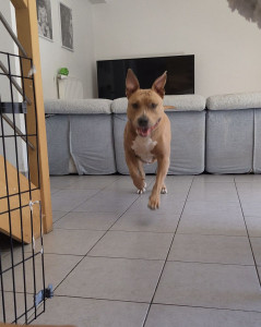 Photo de galerie - Visite à domicile, Rasco, Amstaff adorable, anxieux et réactif congénères. câlin, assurance, jeux d'occupation, Hygiène eau et nourrissage.