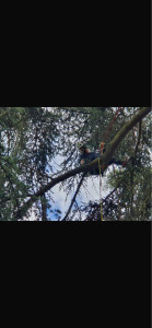 Photo de galerie - élagage d’un cèdre centenaire 