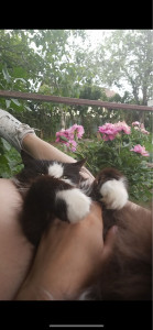 Photo de galerie - Mon chat, Rubis 