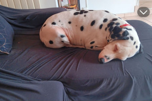Photo de galerie - La femelle dalmatien