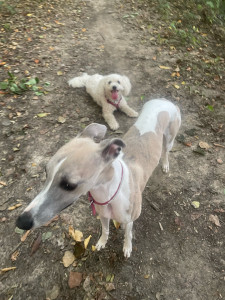 Photo de galerie - Garde chien