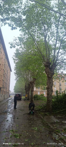 Photo de galerie - Elagage et coupe d'arbres