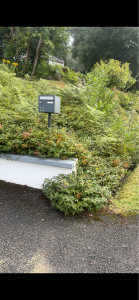 Photo de galerie - Tonte de pelouse - Débroussaillage