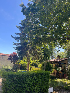 Photo de galerie - Elagage et coupe d'arbres