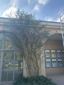 Photo de galerie - Taille de haies et d'arbustes