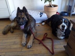 Photo de galerie - Rox mon BERGER ALLEMAND avec Lupin XBOUVIER le chien d'une amie dont je m'occupe depuis 2013.