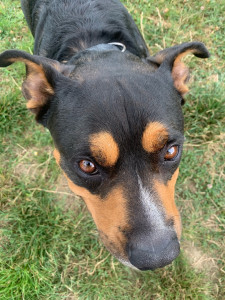 Photo de galerie - Garde d’un chien 