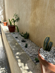 Photo de galerie - Création d’un massif, cactus et plantes, grasses, plus aménagement de gravier blanc