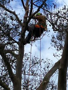 Photo de galerie - Taille eucalyptus 