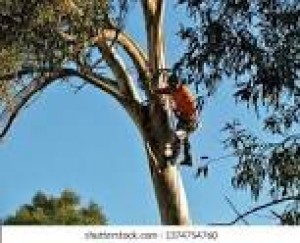 Photo de galerie - Elagage et coupe d'arbres