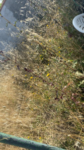 Photo de galerie - Avant la coupe 