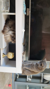 Photo de galerie - La cohabitation avec mon persan est en général très calme avec quelques petits moments de folie 