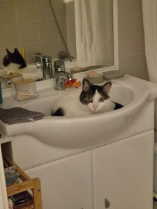 Photo de galerie - Jackson aime la fraîcheur de la salle de bain 