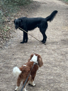 Photo de galerie - Balade avec Bingo et Vérone (futur chien guide)