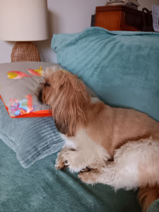 Photo de galerie - Rose, petite Shi Tzu de 4 ans très douce. 