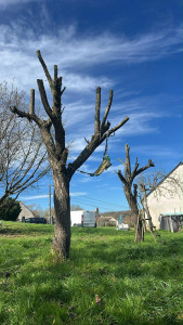 Photo de galerie - Jardin / Espace vert