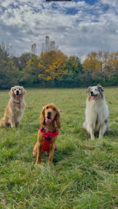 Photo de galerie - Promenade en trio pavés Skye, Lizzy et Leiko 