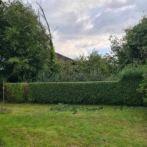 Photo de galerie - Taille de haies et d'arbustes