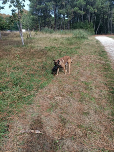 Photo de galerie - Belle entente entre mon chien et niko