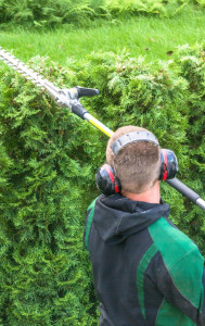 Photo de galerie - Taille de haie