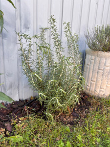 Photo de galerie - Plantations diverses