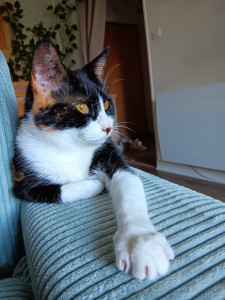 Photo de galerie - Iris, jolie chatte, approchée petit à petit depuis des mois... Obtenir sa confiance  se mérite...

