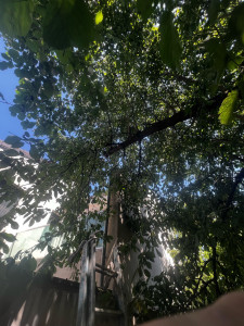 Photo de galerie - élagage d’une branche gênante pour le voisin 