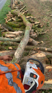 Photo de galerie - Abattage de 3 ha de chêne 