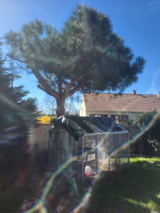 Photo de galerie - Elagage et coupe d'arbres