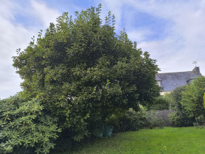 Photo de galerie - Rabattage d'arbre 