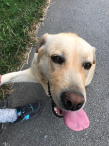 Photo de galerie - Ma chienne