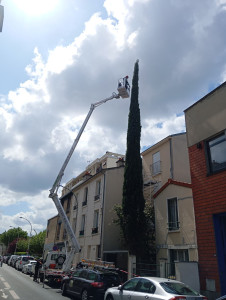 Photo de galerie - Elagage et coupe d'arbres