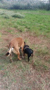 Photo de galerie - Inséparables les deux à la recherche d'un trésor je suppose 
mon chien à gauche et petit Niko à droite 