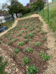 Photo de galerie - Mise en place d'une parcelle de terrain pour accueillir un potager 
