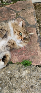 Photo de galerie - Chat norvégien 