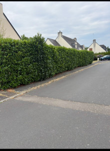 Photo de galerie - Taille d’une haie de Laurier ( Photo avant )