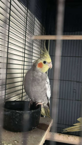 Photo de galerie - Calopsite dont je me suis occupée l'été dernier au domicile des propriétaires.  